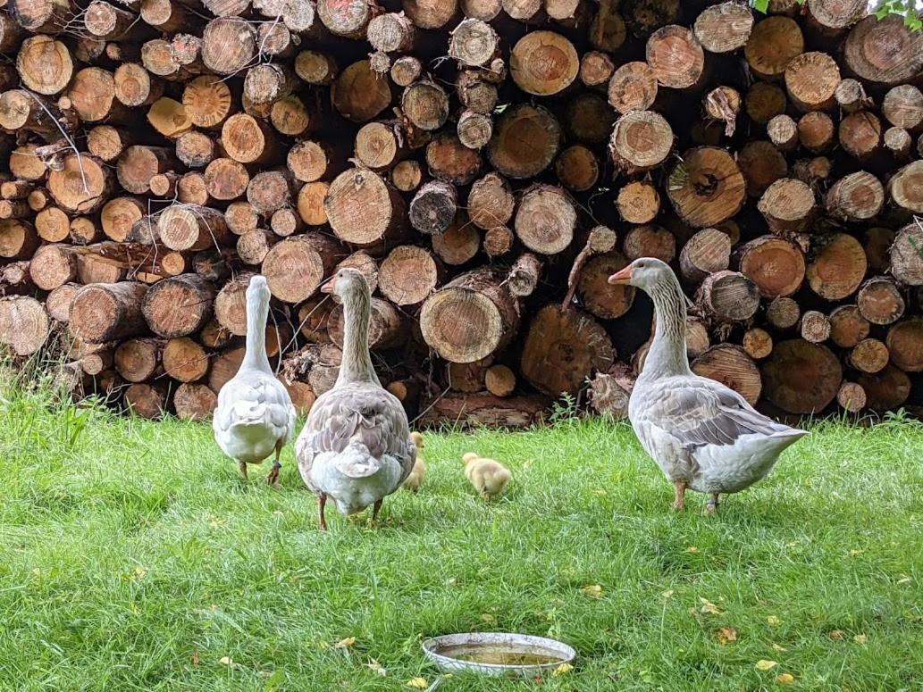 Helenes Ferienwohnung Auf Dem Bauernhof - Lausitzer Seenland Lauta Exterior foto